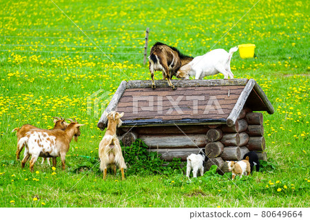 goats in the flowering pasture fighting for a place on the roof of a small hut 80649664