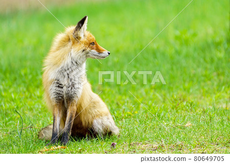 a young brown fox is sitting in the green grass a young brown fox is sitting in the green grass 80649705