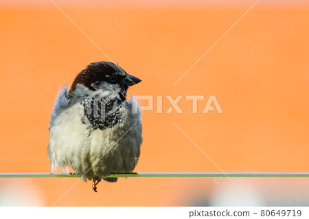 gray sparrow with a black head on an orange background gray sparrow with a black head on an orange background 80649719