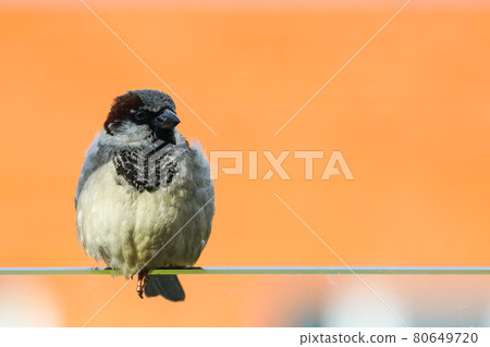 gray sparrow with a black head on an orange background 80649720