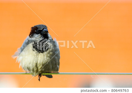 gray sparrow with a black head on an orange background 80649763