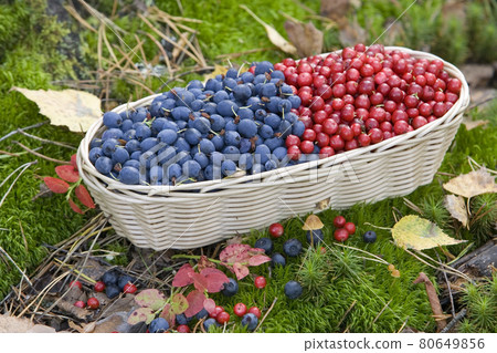 Wild berries in a basket, blueberries and lingonberries. 80649856