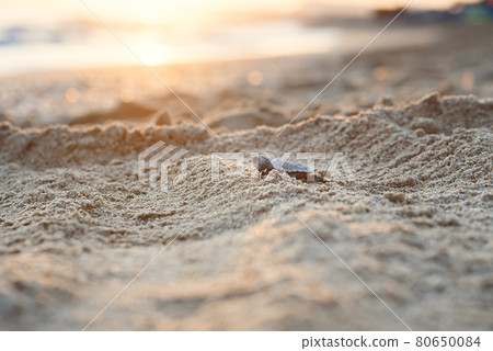 Hatched sea turtle crawl on sand to the sea at sunrise. Forward to a new life. 80650084