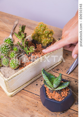 A woman transplants a cactus flower into a small figured flower pot. A woman transplants a cactus flower into a small figured flower pot. 80650348