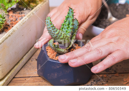 A woman transplants a cactus flower into a small figured flower pot. A woman transplants a cactus flower into a small figured flower pot. 80650349