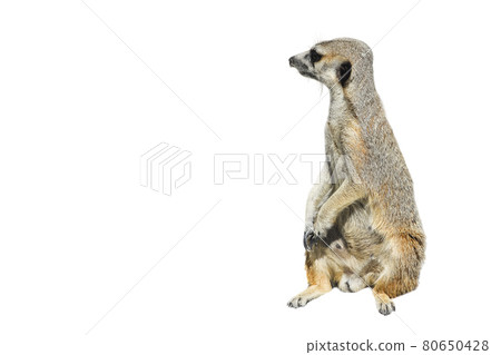 Funny Meerkat Manor portrait isolated on white. The meerkat or suricate is a small carnivoran belonging to the mongoose family. Meerkat full length close up. Banner with copy space 80650428