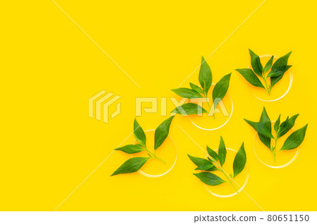 Kariyat or andrographis paniculata green leaves in petri dishes on yellow background. 80651150