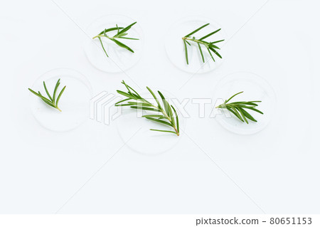 Rosemary leaves in petri dishes on white background. Rosemary leaves in petri dishes on white background. 80651153