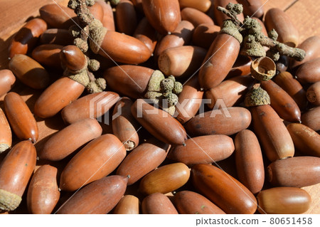 Acorn autumn image 80651458