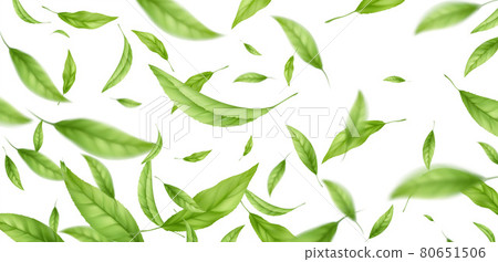 Realistic flying falling green tea leaves isolated on white background. Background with flying green spring leaves. Vector illustration 80651506