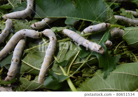 Silkworm mulberry leaf sericulture 80651534