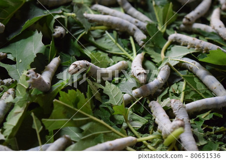 Silkworm mulberry leaf sericulture 80651536