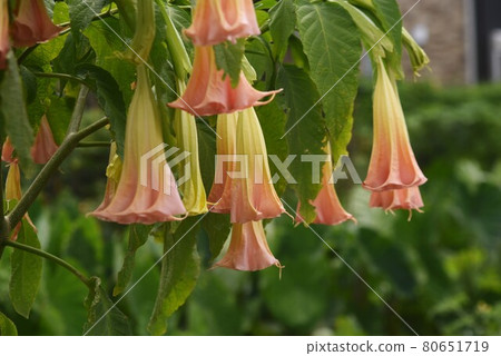 曼陀羅曼陀羅 80651719