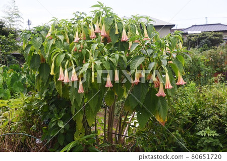 曼陀羅曼陀羅 80651720