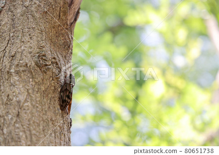 阿巴扎米 80651738