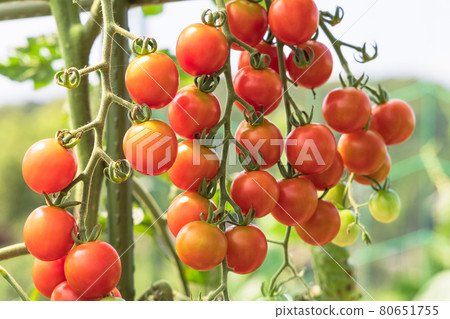 家庭花園中製成的迷你番茄 80651755