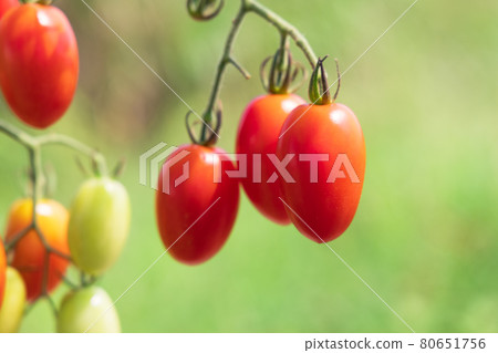 家庭花園中製成的迷你番茄 80651756
