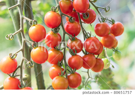 Mini tomatoes made in the vegetable garden Mini tomatoes made in the vegetable garden 80651757