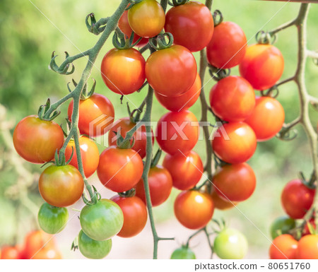 Mini tomatoes made in the vegetable garden 80651760