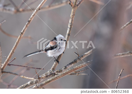 雪仙@島永 80652368