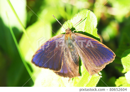 Purple swallow (male) Purple swallow (male) 80652604