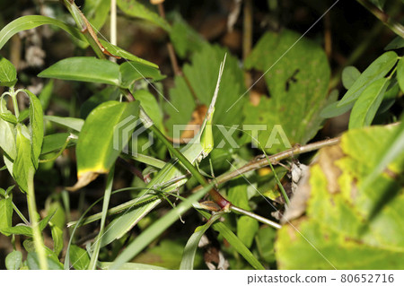 Shorurigata 80652716