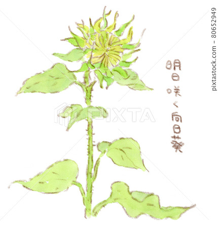 向日葵明天盛開:芽的水彩插圖 向日葵明天盛開:芽的水彩插圖 80652949