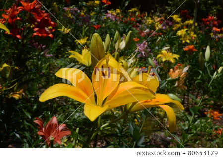 百合花 百合花 80653179