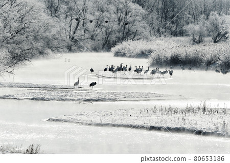 被霧靄和飛天鵝包圍的日本鶴的棲息地（北海道鶴居） 80653186