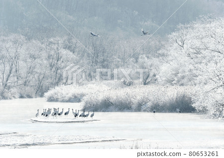 Tancho (Hokkaido · Tsurui) flying from the roost surrounded by ice 80653261