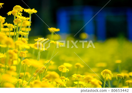 Beautiful Dyers chamomile Beautiful Dyers chamomile 80653442