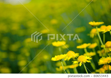 Beautiful Dyers chamomile 80653443