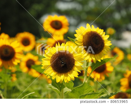 Sun Flower Sun Flower 80653965