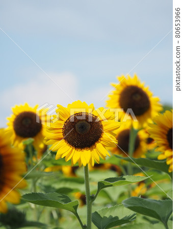 Sun Flower Sun Flower 80653966