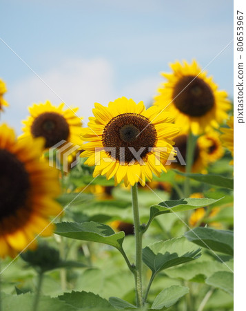 Sun Flower Sun Flower 80653967