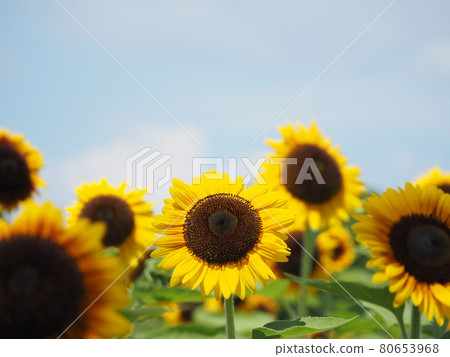 Sun Flower Sun Flower 80653968