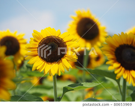 Sun Flower Sun Flower 80653969