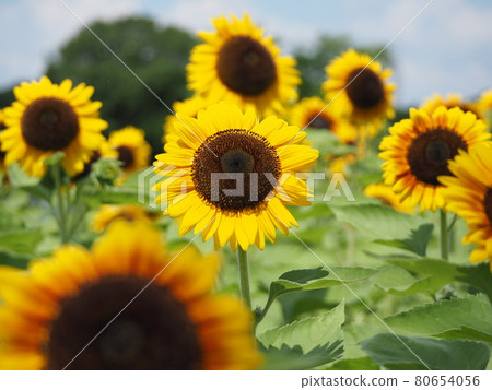Sun Flower Sun Flower 80654056