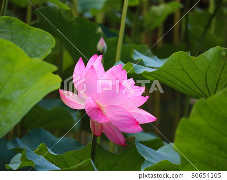 《町田藥師池公園》男鹿蓮花 80654105