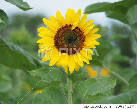 向日葵 向日葵 80654137