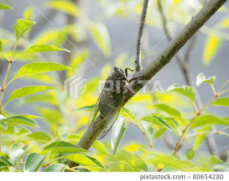 Cicadas stopping in trees 80654280