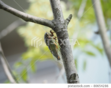 Cicadas stopping in trees 80654286
