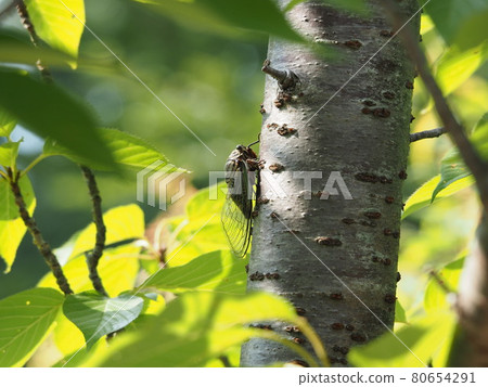 Cicadas stopping in trees Cicadas stopping in trees 80654291