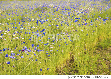 Various colors of arrow grass that bloomed all over at dusk 80654627