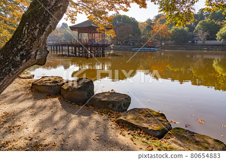 Ukimido floating in the beautiful autumn leaves of Sagiike in Nara Park, Nara City, Nara Prefecture 80654883