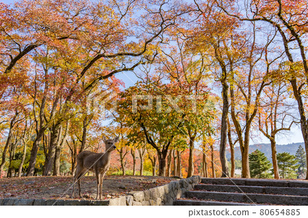 Autumn leaves and deer in Nara Park, Nara City, Nara Prefecture Autumn leaves and deer in Nara Park, Nara City, Nara Prefecture 80654885