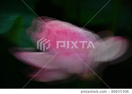 蓮花 蓮花 80655306