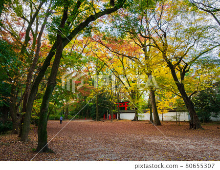 Autumn in Shimogamo Shrine Autumn in Shimogamo Shrine 80655307