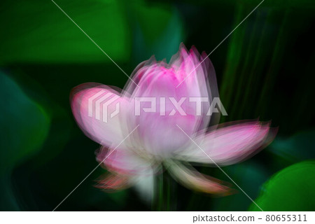 蓮花 蓮花 80655311