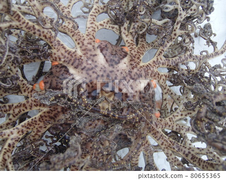 Close-up of the tentacles of a strange creature that lives on the seabed, the basket star (macro photography of marine life using a strobe). Close-up of the tentacles of a strange creature that lives on the seabed, the basket star (macro photography of marine life using a strobe). 80655365